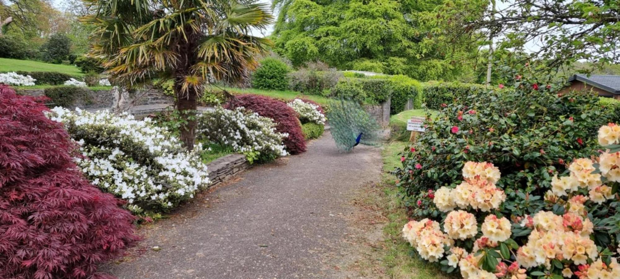 Great Trethew Manor Hotel & Self Catering Lodges Liskeard Buitenkant foto