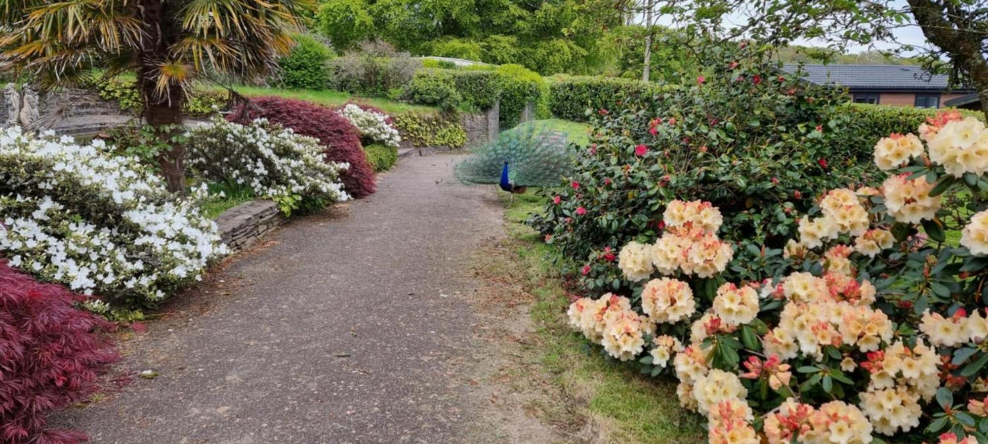 Great Trethew Manor Hotel & Self Catering Lodges Liskeard Buitenkant foto