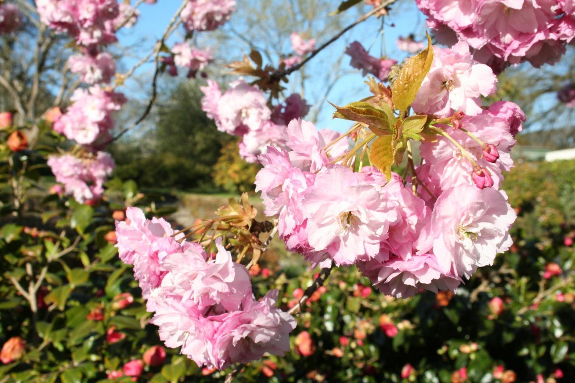 Great Trethew Manor Hotel & Self Catering Lodges Liskeard Buitenkant foto