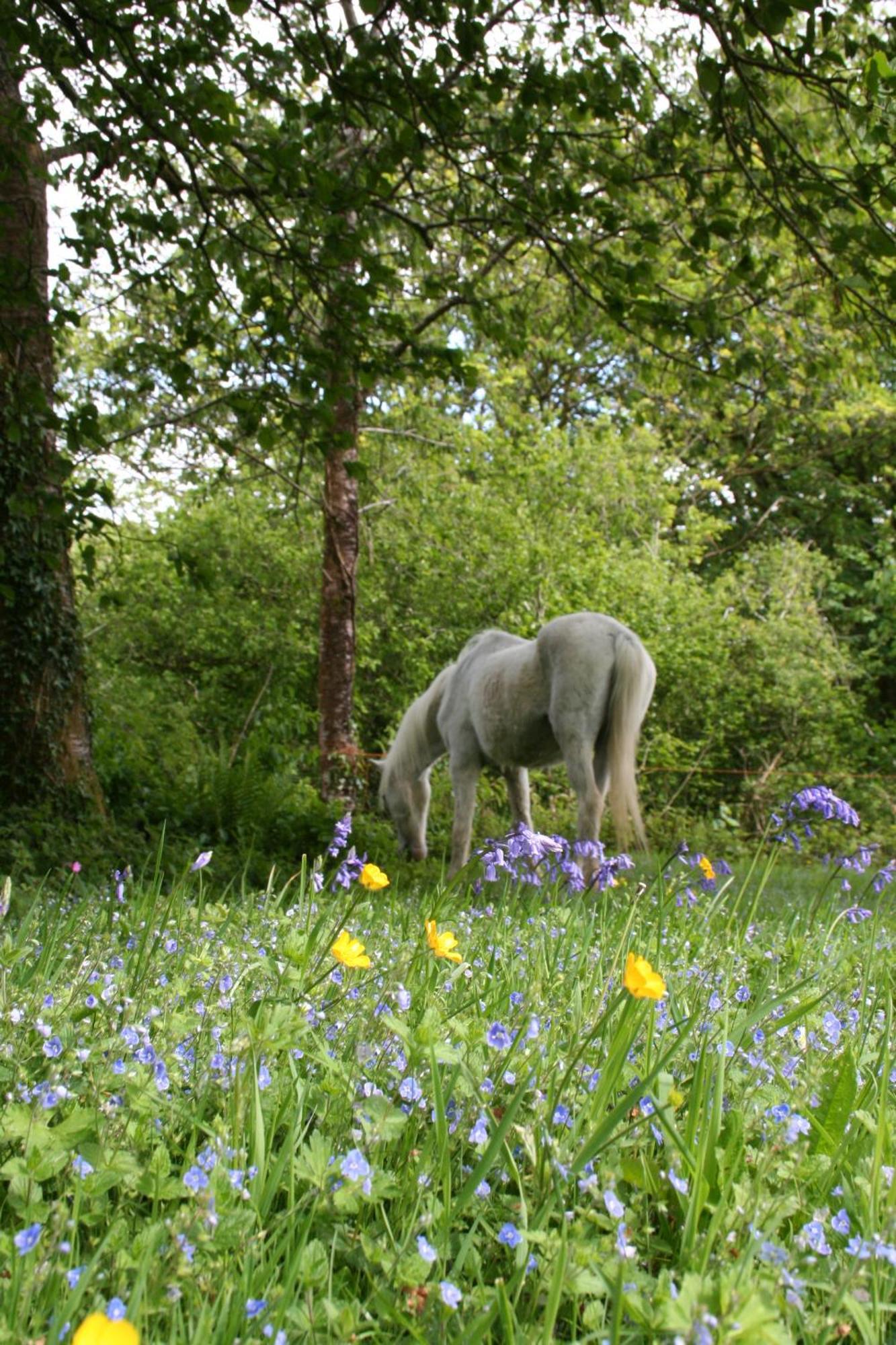 Great Trethew Manor Hotel & Self Catering Lodges Liskeard Buitenkant foto